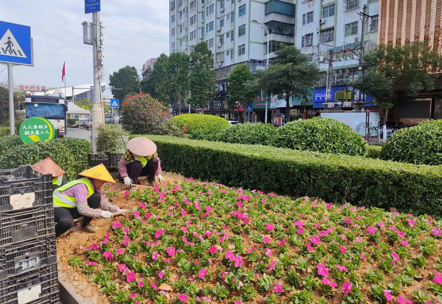 城市道路绿化养护