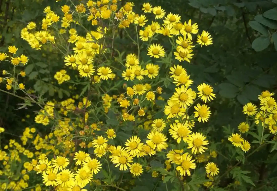 野菊花