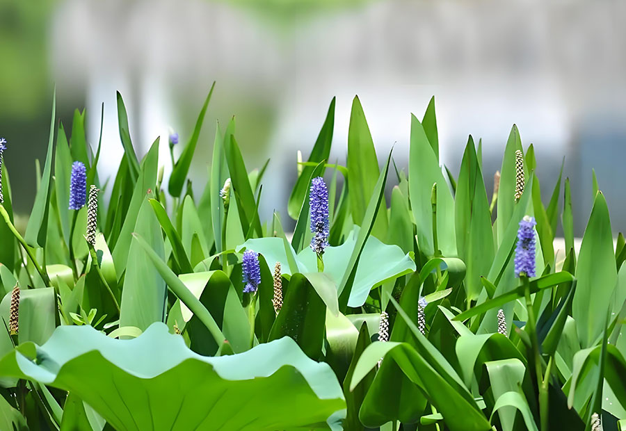 水生植物