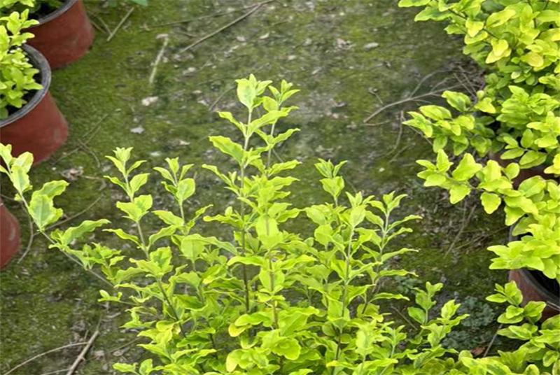 探索城口四川绿化苗的生态价值与市场前景：从种植到养护的全方位解析