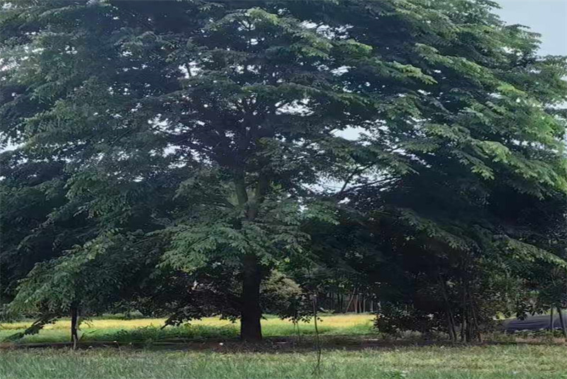 成都金叶女贞树种植基地：探索四川的绿色瑰宝与园艺产业的繁荣