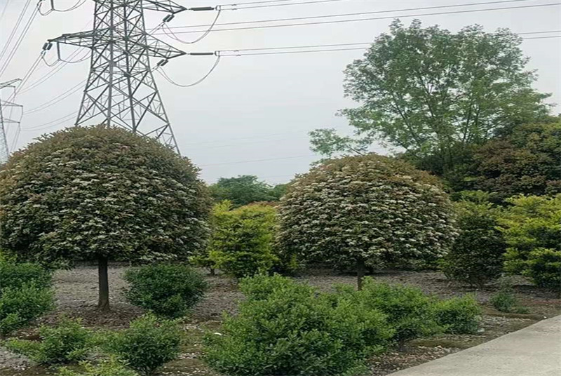 四川绿化树种植基地：探索绿色生态与经济效益的完美结合