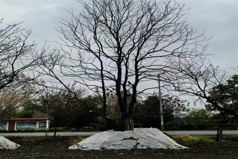 探索成都的自然瑰宝：大叶女贞子树的生态价值与城市绿化贡献