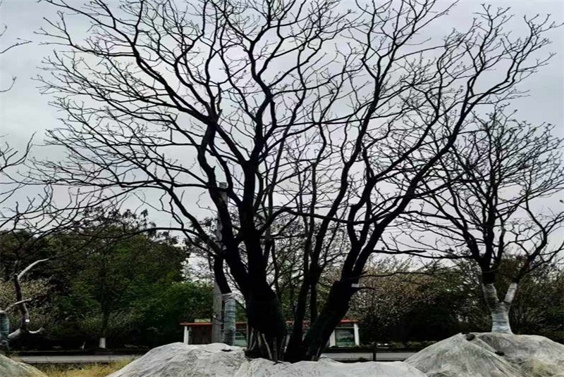 探索四川腊梅树苗木基地：揭秘腊梅树的种植与养护秘诀