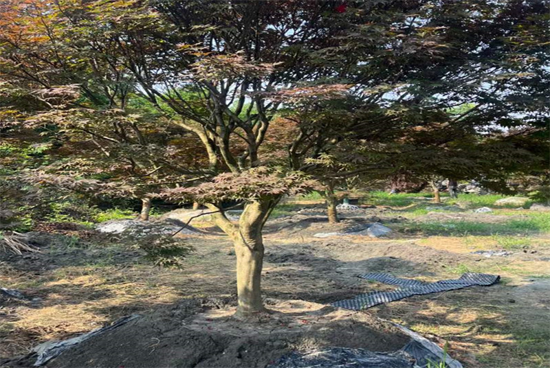 探索成都双流桂花树苗木基地：揭秘桂花树种植与养护的秘诀