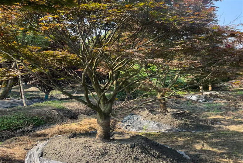 探索成都女贞树基地地址：深入了解四川成都的女贞树种植与销售中心