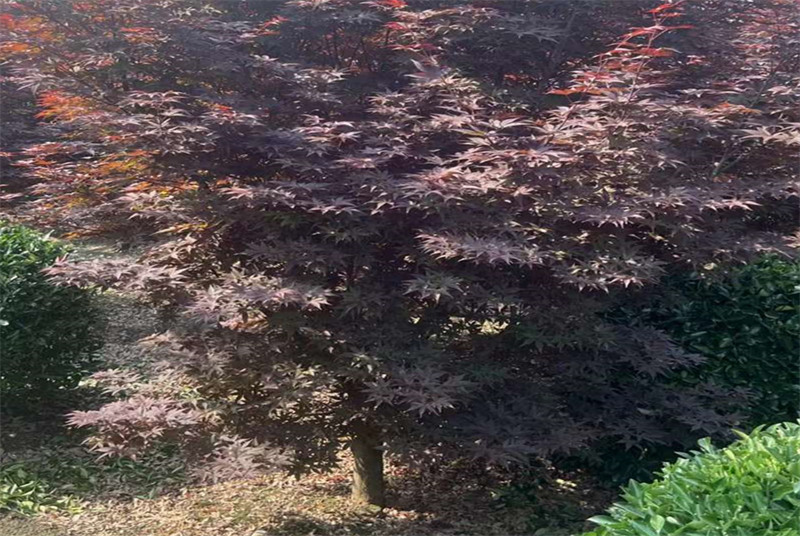 探索成都龙血树苗木的种植技巧与市场前景：一种古老而珍贵的植物