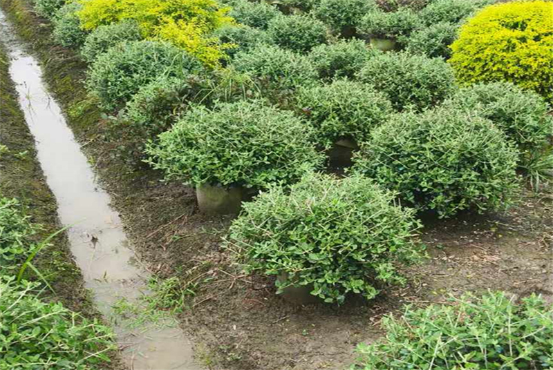 四川地被菊苗木出售：探索高品质地被菊的种植与销售策略