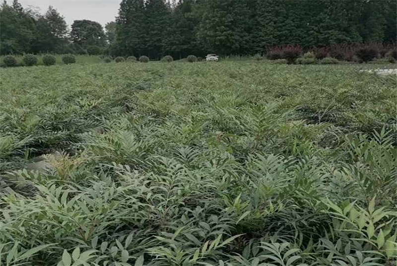 探索四川钢竹苗木基地：中国西南地区的绿色瑰宝