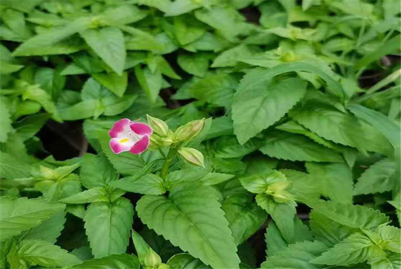 四川苗木小茶花品种介绍：探索四川茶花的多样性与美丽