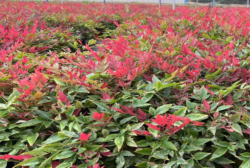 探索四川菊花桃苗木基地：揭秘中国西南地区的园艺瑰宝