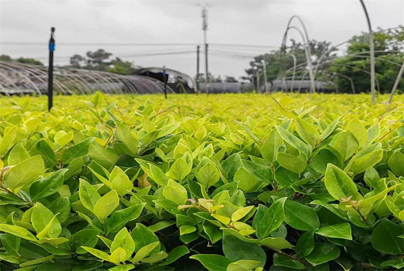 四川苗木龙柏培育基地：探索中国西部的绿色瑰宝