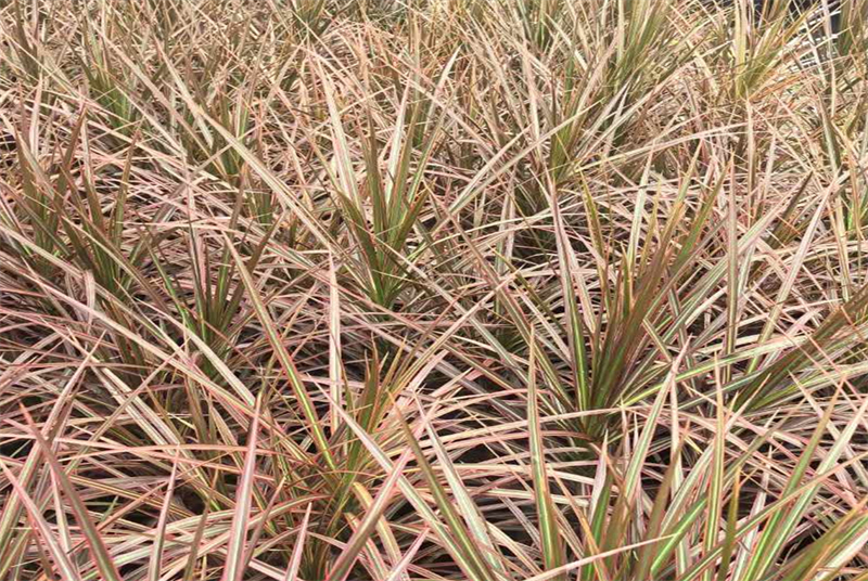 四川地区苗木种植现状分析：探究四川种植什么苗木最多