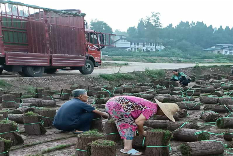 四川麦冬绿化苗：提升城市绿化景观的优选植物