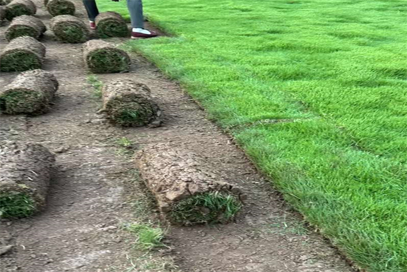 成都金桂苗木：探秘四川的绿色瑰宝，体验园林艺术与生态平衡的完美融合