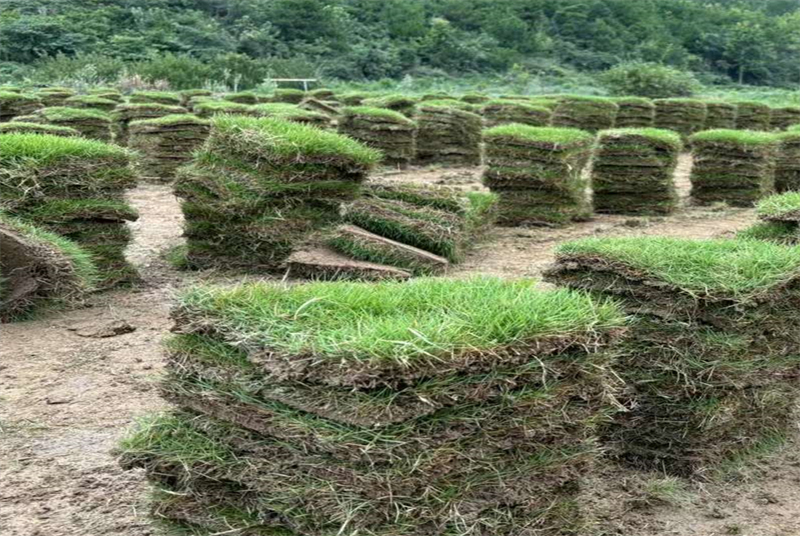 四川内江收购苗木老板：苗木产业的繁荣与市场需求分析