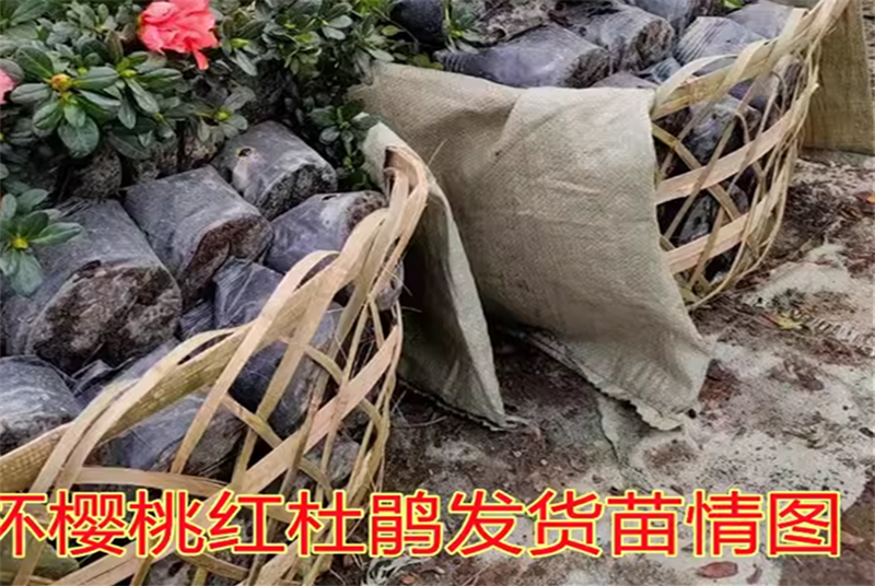 四川苗木产业探秘：四川苗木有竹子吗？揭秘竹子在四川的种植与应用