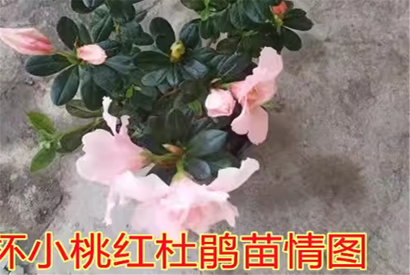 探索四川牡丹苗木的种植技巧与市场前景：从选种到销售的全面指南