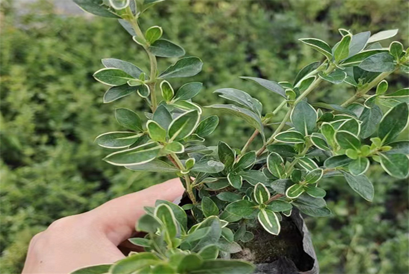 探索四川蓝花楹苗木的种植技巧与市场前景：从栽培到销售的全面指南