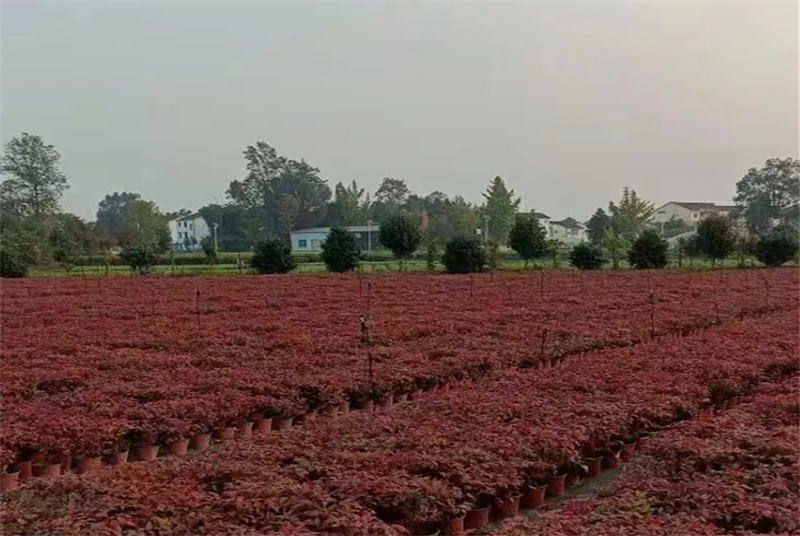 探索成都周边的紫薇苗木：品种、特点及种植指南