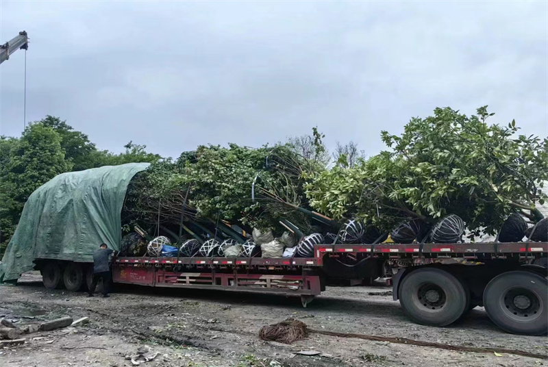 探索四川毛地黄批发商：揭秘植物市场的繁荣与挑战