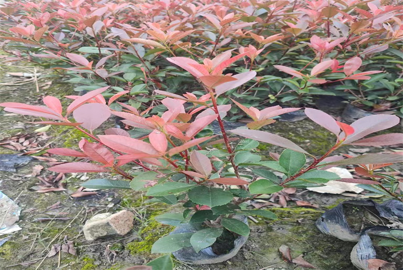 四川翠芦莉批发：探索四川地区翠芦莉的批发市场与种植技巧