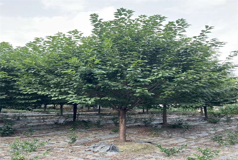 探索成都迷迭香产地：揭秘四川香草的神秘面纱